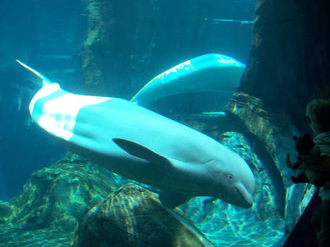 Beluga