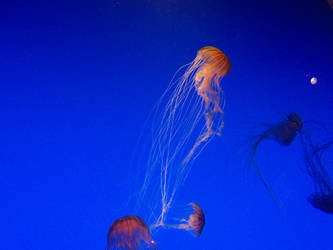 Jellyfish