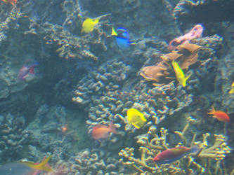 Colors of the Reef