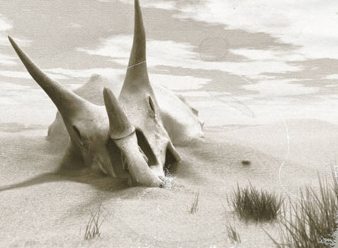 Old Triceratops photo