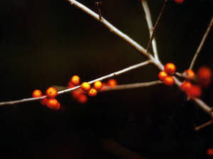 red berries