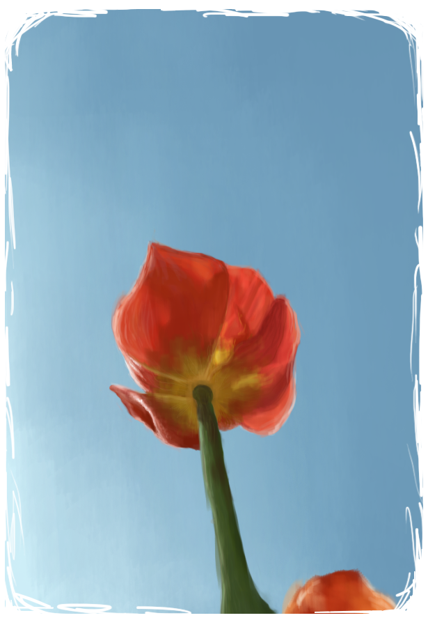 Tulipa.