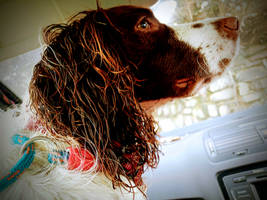 Pip ~ Springer Spaniel.