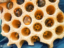 Unusual Rock Stock ~ Beach Find Brick Honeycomb