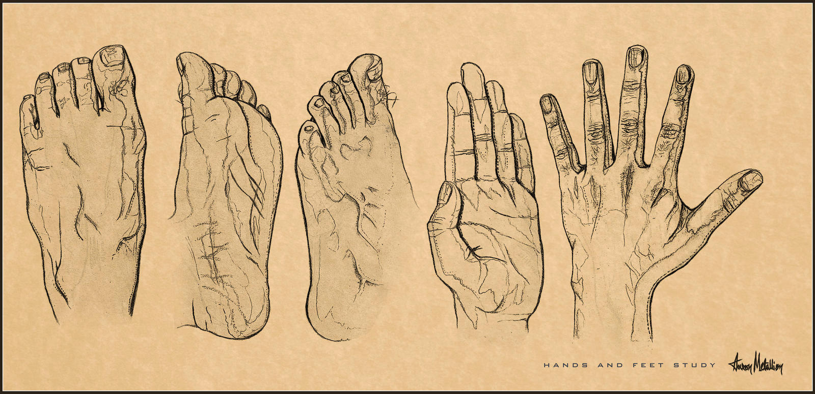 Detailed Hand And Feet Study.