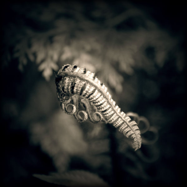 Mono-Fern by McKenzie-James