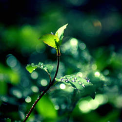 After the Rain by McKenzie-James