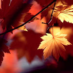 Autumn Shadows by McKenzie-James