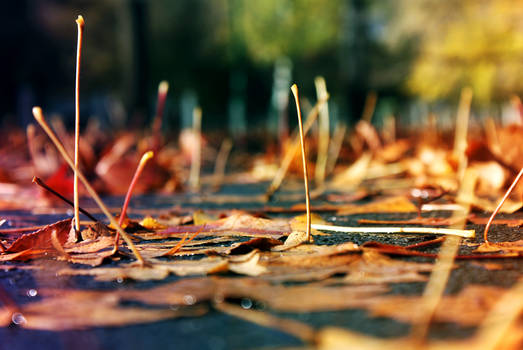 Autumn Rain