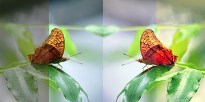 A Butterfly - Process