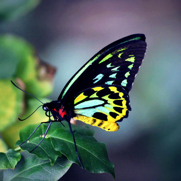 Fluorescent Birdwing