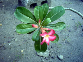 Pink Flower