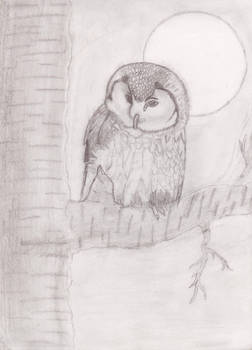 Owl