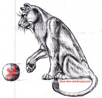 Lioness with boll