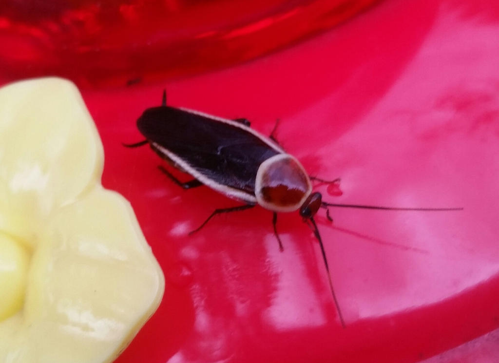 Pale-bordered field cockroach by tabithamack on DeviantArt