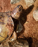Myrtle the three toed boxturtle