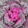 Flowering kale