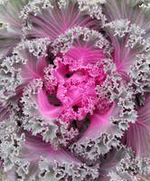 Flowering kale