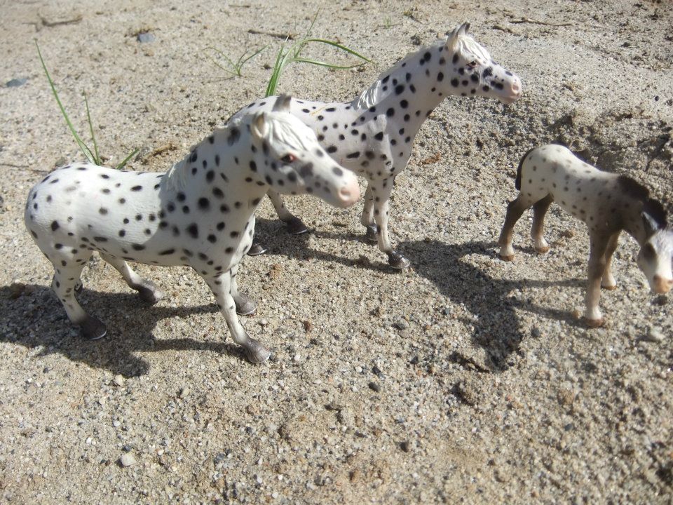 Appaloosa family