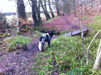 Cassie in Autumn