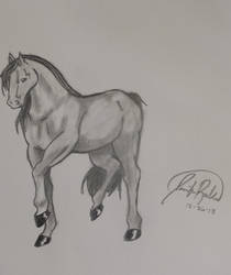 Horse 2