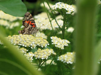 Butterfly Red