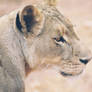 lioness