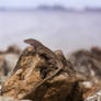 Little Brown Lizard