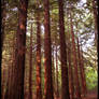 Redwood Forest