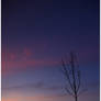 Fading Light and a Small Tree