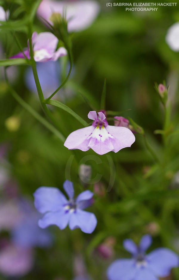 Summer Flowers