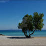 Tree on the Beach