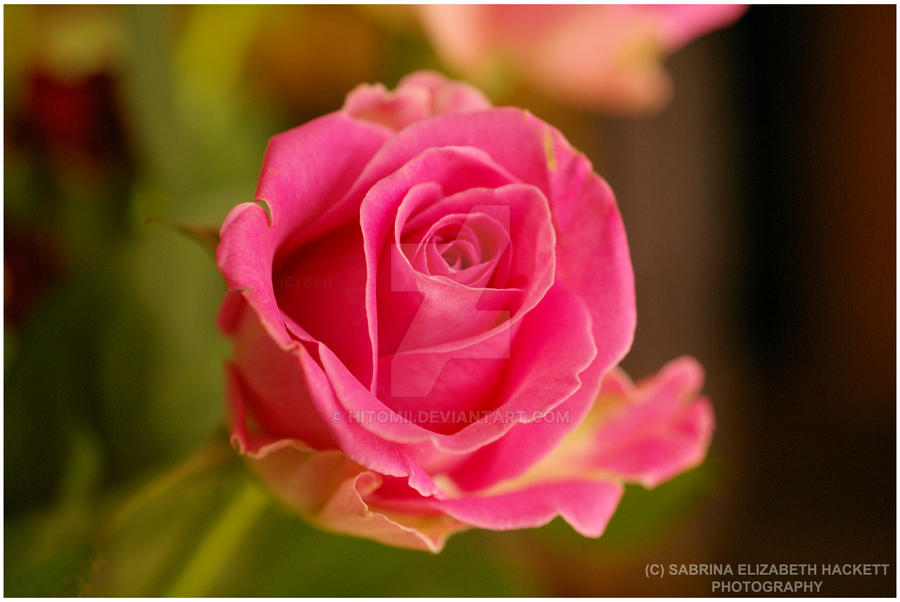 Baby Pink Rose