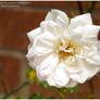 White Rose