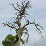 One Old Dead Tree
