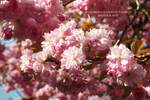 Cherry Blossom V