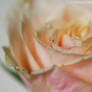 Pale Rose