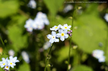 Forget Me Not My Love IV
