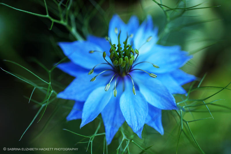 nigella damascena