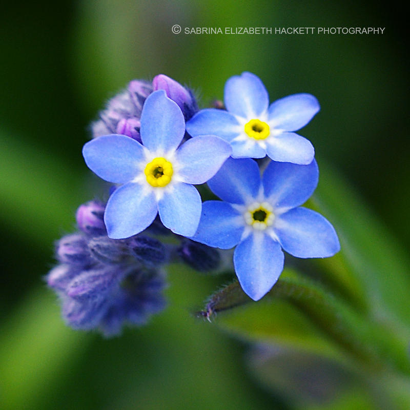 Blue Triplets