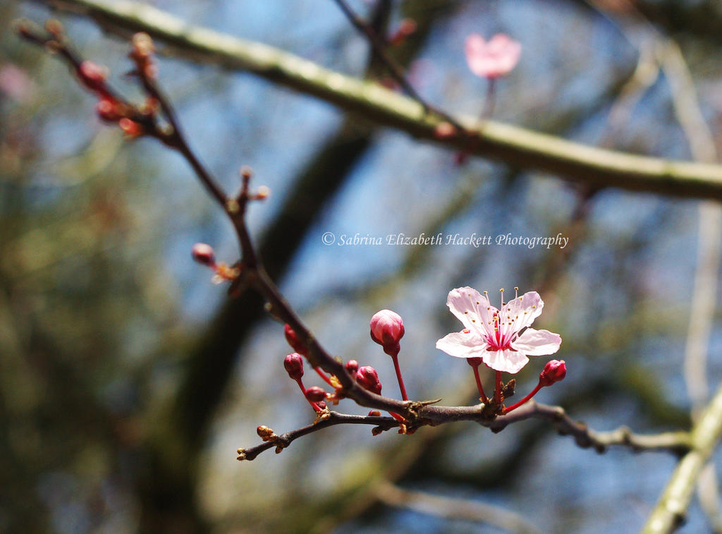Sakura in Spring