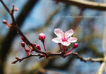 Sakura the Cherry Rose