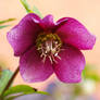 Christmas Rose