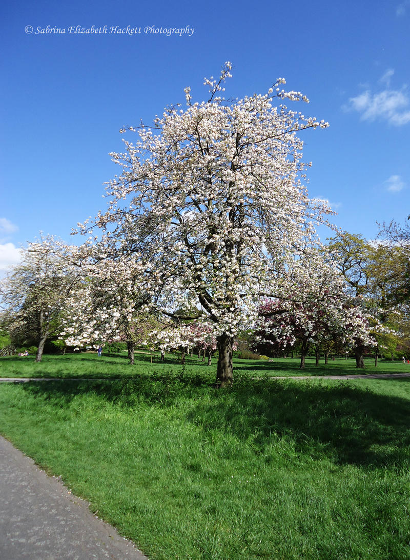 White Tree in the Park