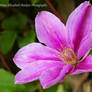 Pink Clematis