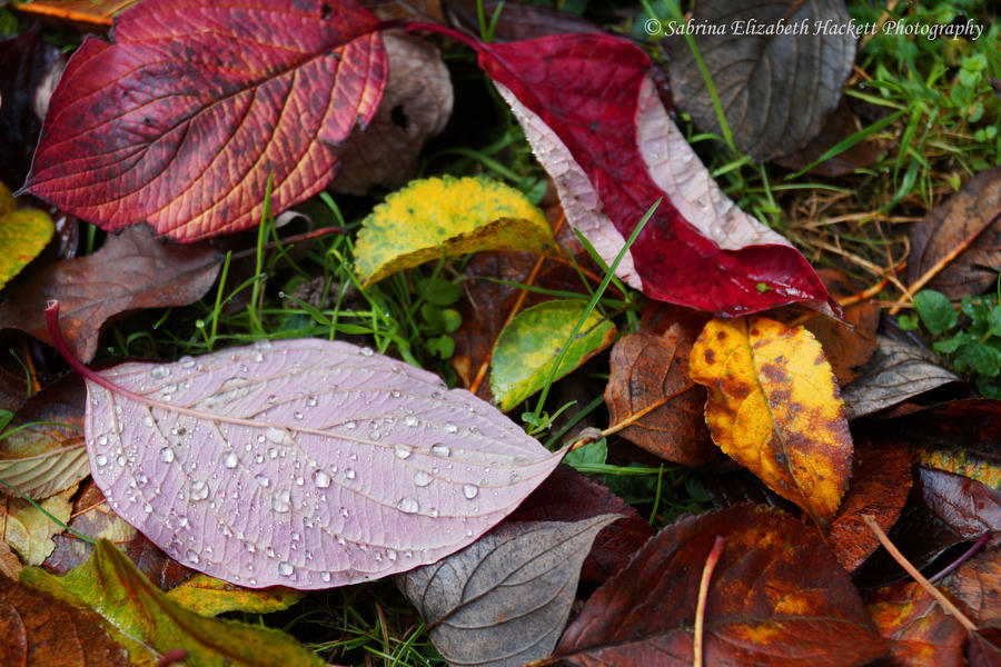 Autumn Leaves and Autumn Rain