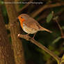 Robin