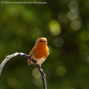 Little Robin Garden Friend