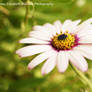 Osteospermum Love