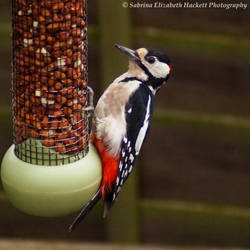 Great Spotted Woodpecker